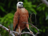 FL6A3258Black-collared_Hawk