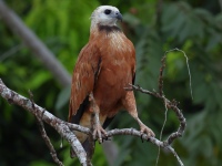 FL6A3262Black-collared_Hawk