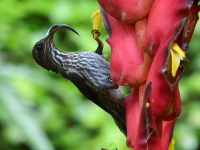 FL6A3347White-tipped_Sicklebill
