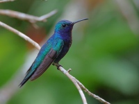 FL6A3451Sapphire-throated_Hummingbird