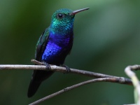 FL6A3480Violet-bellied_Hummingbird