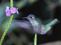 FL6A3521Violet-headed_Hummingbird
