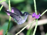 FL6A3549Violet-headed_Hummingbird