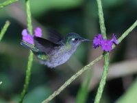 FL6A3558Violet-headed_Hummingbird