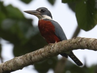 FL6A3616Ringed_Kingfisher