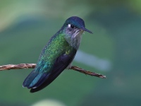 FL6A3639Violet-headed_Hummingbird