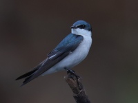 FL6A3661Mangrove_Swallow