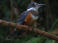 FL6A3763Ringed_Kingfisher