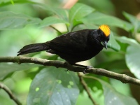 FL6A3829Tawny-cresetd_Tanager