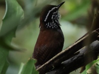 FL6A3861White-breasted_Wood-Wren