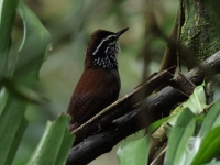 FL6A3869White-breasted_Wood-wren