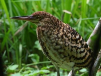FL6A3872Rufescent_Tiger-Heron