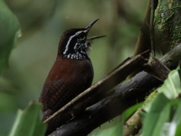FL6A3878White-breasted_Wood-wren