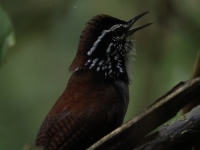 FL6A3901White-breasted_Wood-wren