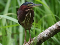 FL6A3916Green_Heron