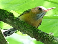 FL6A3930Long-billed_Gnatwren