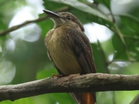 FL6A3965Tropical_Royal_Flycatcher