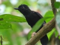 FL6A3983Black_Antshrike