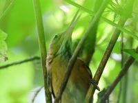 FL6A3986Long-billed_Gnatwren