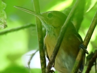 FL6A3995Long-billed_Gnatwren