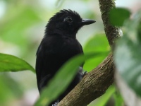 FL6A4000Black_Antshrike