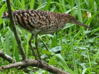 FL6A4018Rufescent_Tiger-Heron