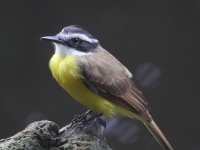 FL6A4096Lesser_Kiskadee