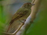 FL6A4151Sepia-capped_Flycatcher