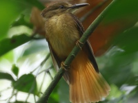FL6A4170Tropical_Royal_Flycatcher