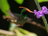 FL6A4345Rufous-crested_Cocquette