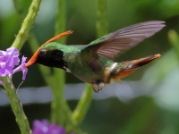 FL6A4350Rufous-crested_Cocquette