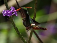 FL6A4364Rufous-crested_Cocquette
