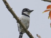 FL6A4365Pied_Puffbird