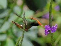 FL6A4377Rufous-crested_Cocquette