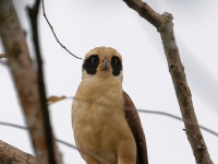 FL6A4384Laughing_Falcon