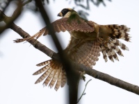 FL6A4391Laughing_Falcon