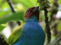 FL6A4403Bay-headed_Tanager