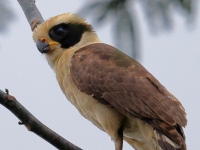 FL6A4405Laughing_Falcon
