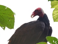 FL6A4431Tropical_Turkey_Vulture