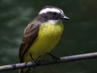FL6A4463Social_Flycatcher