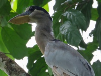 FL6A4483Boat-billed_Heron