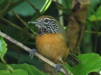 FL6A4510Rufous-breasted_Wren