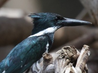 FL6A4533Amazon_Kingfisher