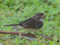 FL6A4626Variable_Seedeater