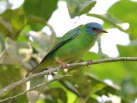 FL6A4642Blue_Dacnis