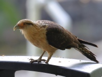 FL6A4671Yellow-headed_Caracara