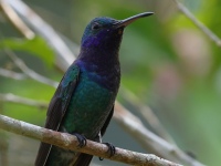 FL6A4677Sapphire-throated_Hummingbird
