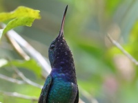 FL6A4686Sapphire-throated_Hummingbird