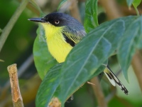 FL6A4698Common-Tody_Flycatcher