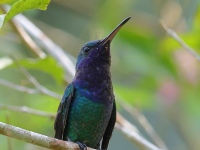 FL6A4698Sapphire-throated_Hummingbird